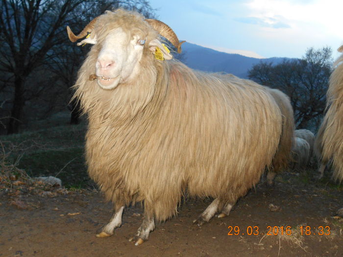 Picture 205 - Productia De Miei 2016