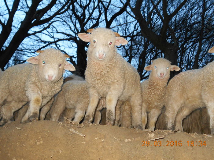 Picture 208 - Productia De Miei 2016