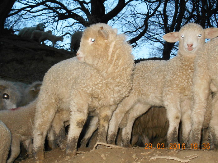 Picture 214 - Productia De Miei 2016