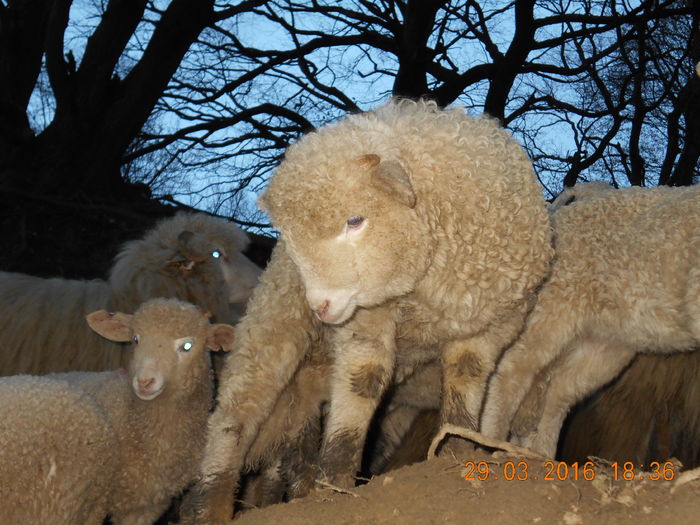 Picture 215 - Productia De Miei 2016