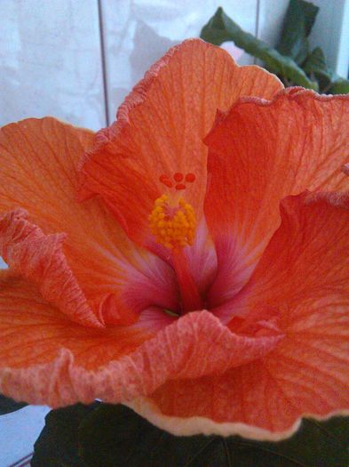 30.03.2016 - Hibiscus Orange Slush