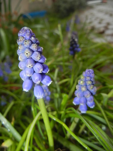 Muscari armeniacum (2016, March 24)