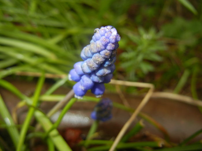 Muscari armeniacum (2016, March 24)