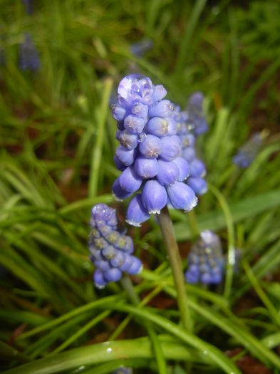 Muscari armeniacum (2016, March 24) - Muscari Armeniacum