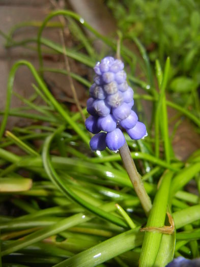 Muscari armeniacum (2016, March 24)