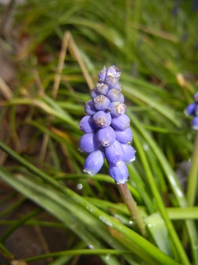 Muscari armeniacum (2016, March 24)