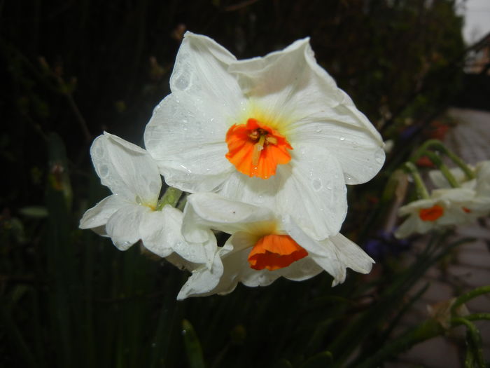 Narcissus Geranium (2016, March 24)