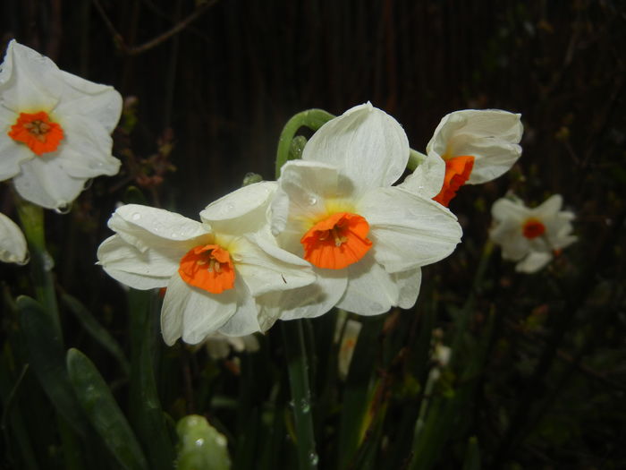 Narcissus Geranium (2016, March 24)