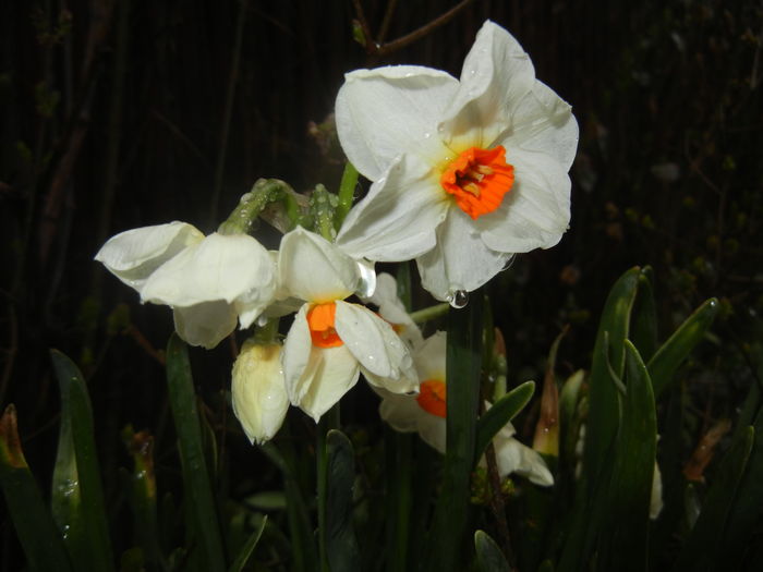 Narcissus Geranium (2016, March 24)