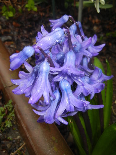 Hyacinth Delft Blue (2016, March 24) Hyacinth Delft Blue (2016, March 24)