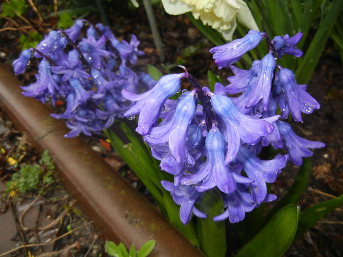 Hyacinth Delft Blue (2016, March 24) - Hyacinth Delft Blue