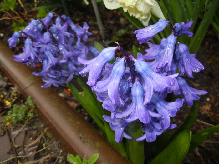 Hyacinth Delft Blue (2016, March 24)