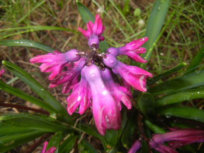 Hyacinth Woodstock (2016, March 24)