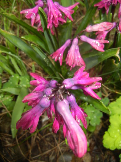 Hyacinth Woodstock (2016, March 24)