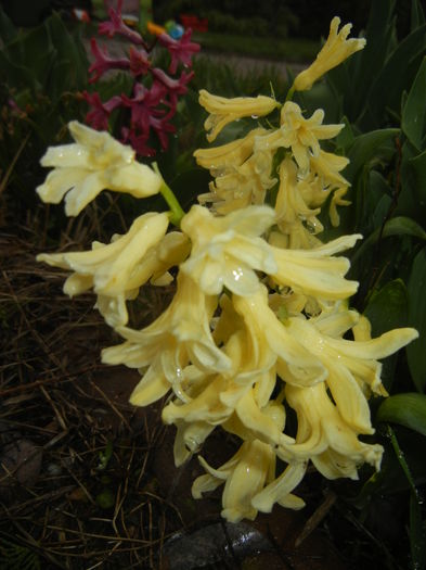 Hyacinth Yellow Queen (2016, March 24) - Hyacinth Yellow Queen