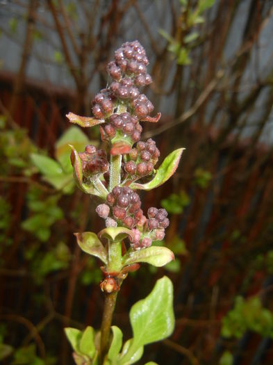 Syringa vulgaris_Lilac (2016, March 24)