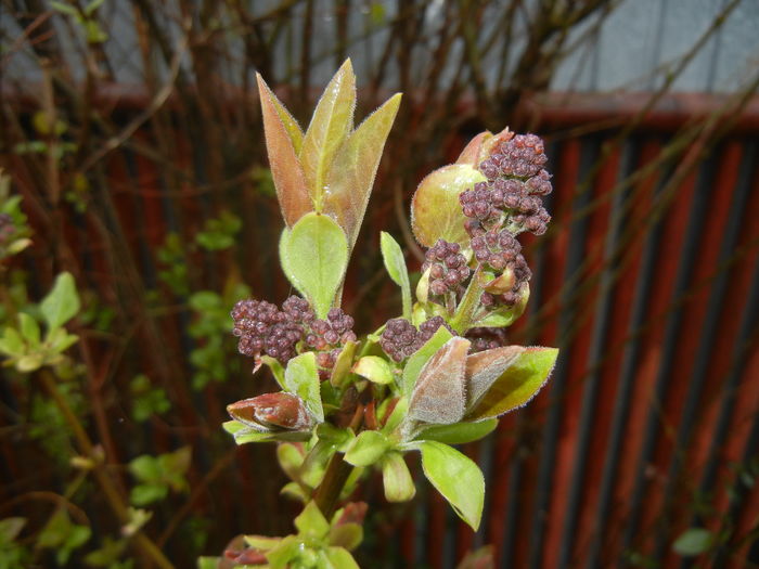 Syringa vulgaris_Lilac (2016, March 24)