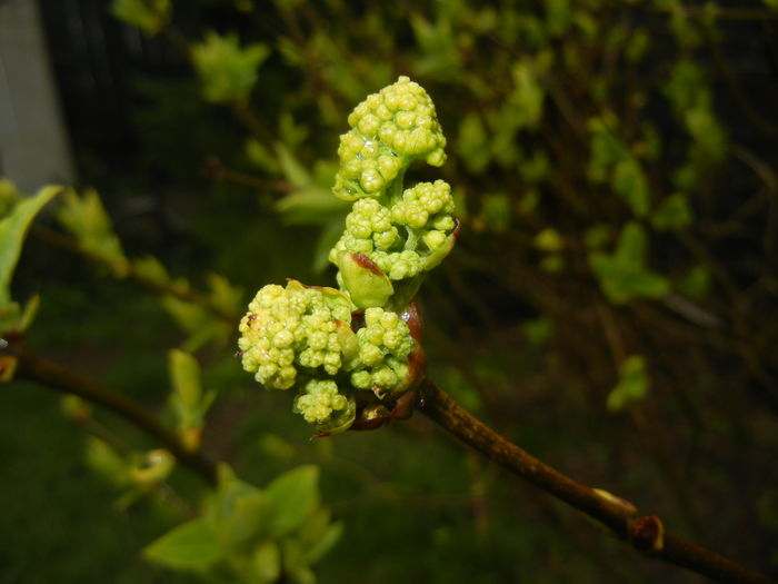 White Lilac Tree (2016, March 24) - Syringa vulgaris White