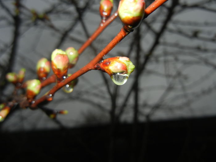 Rain Drops (2016, March 24) - 01 SPRING Burst_Primavara