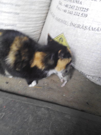 a venit primavara fac curatenie