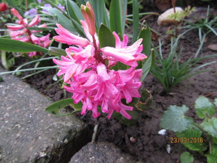 IMG_0114 - Flori de gradina-2016-Primavara