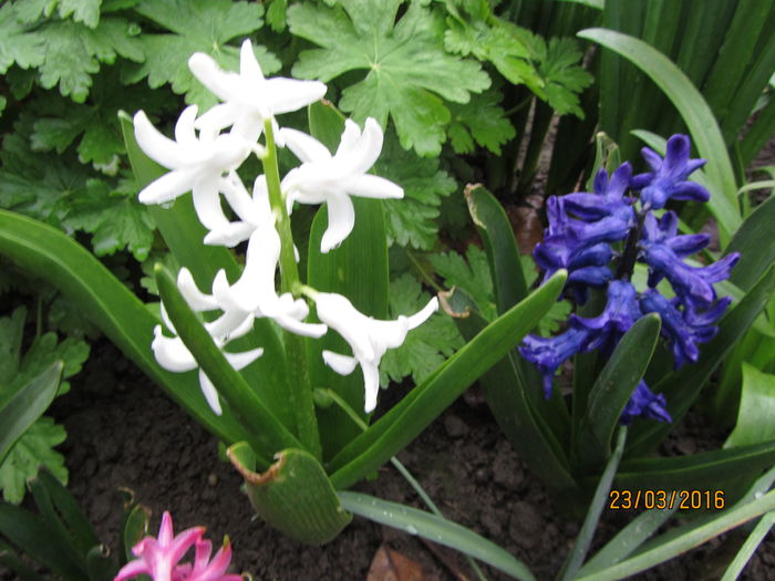 IMG_0109 - Flori de gradina-2016-Primavara