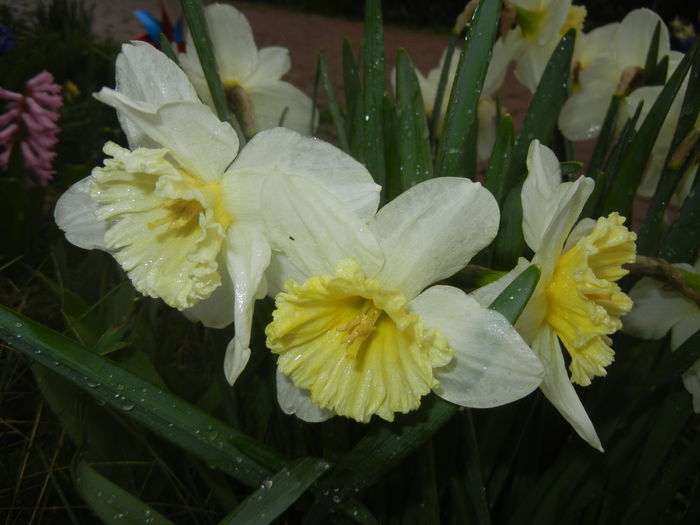Narcissus Ice Follies (2016, March 24)