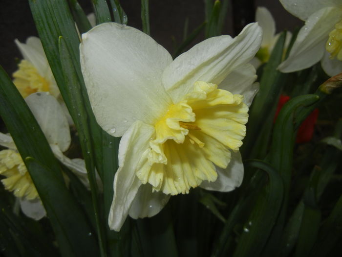 Narcissus Ice Follies (2016, March 24)