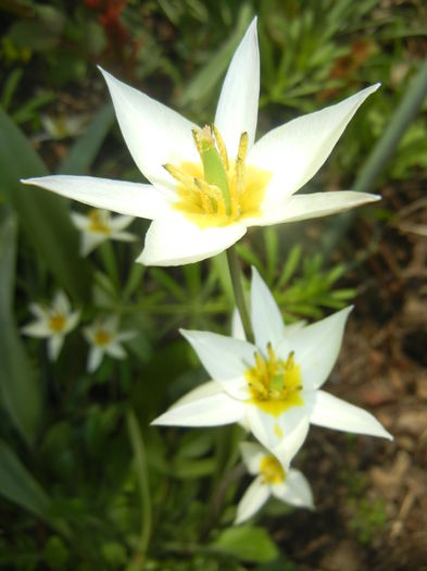 Tulipa Turkestanica (2016, March 27)