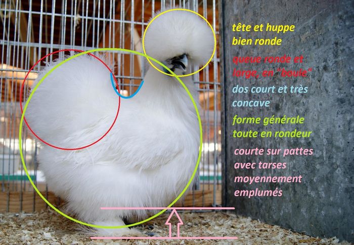 foto matthieu.leuridanaviculture