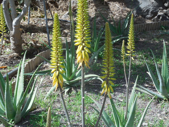 flori aloe