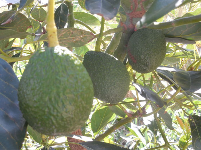 DSCN0378