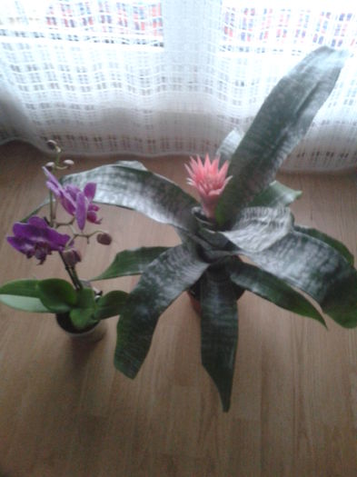 aechmea si o orhidee - Florile mele de camera