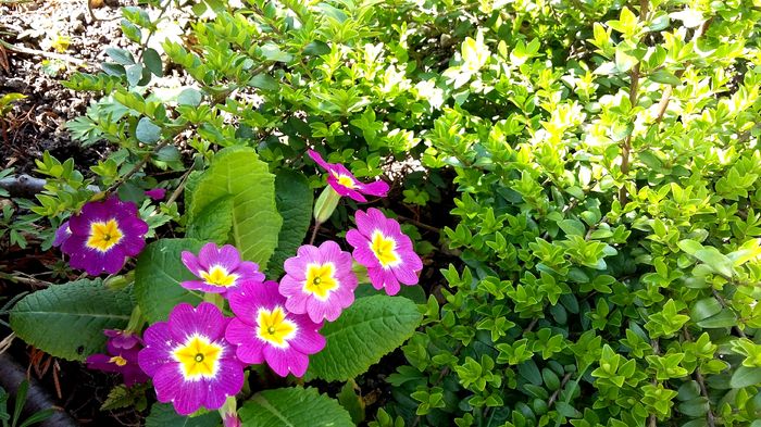 Primula acaulis