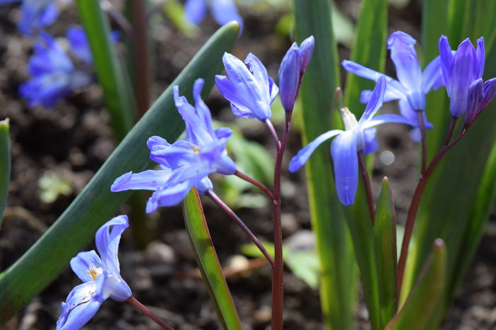 Chinodoxa Forbesii - 2016 Gradina rozelor_Apr