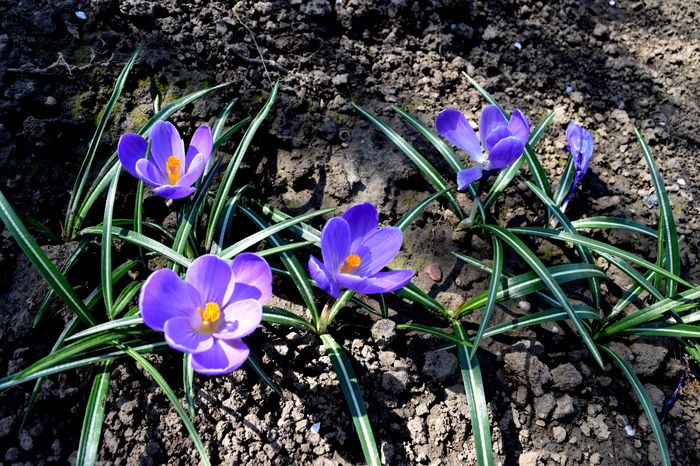 Crocusi