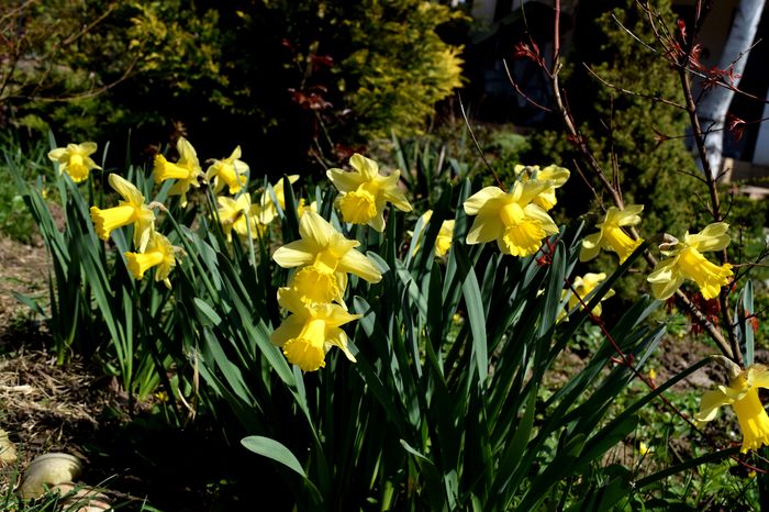 Daffodils - 2016 Gradina rozelor_Apr