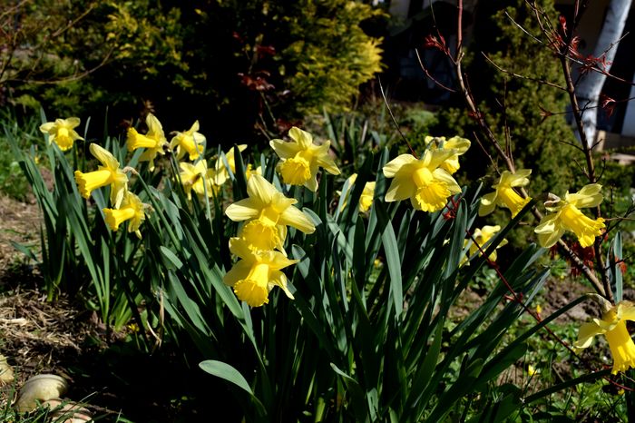 Daffodils