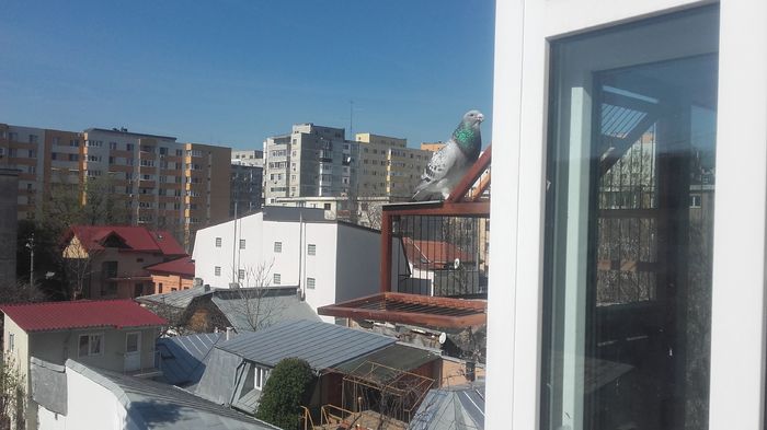 umpic nervos - PENTRU CRESCATORII CARE SE RESPECTA