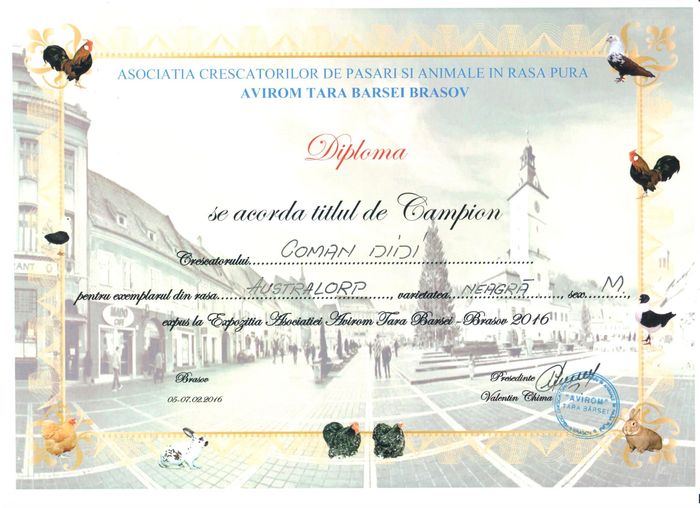 Avirom 2016 - 04 Cupe si diplome obtinute