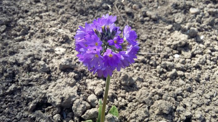 Primula cashmeriana