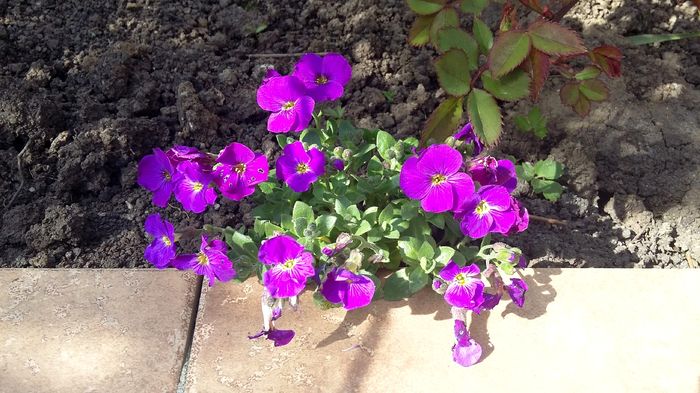 Aubrieta cascade purple