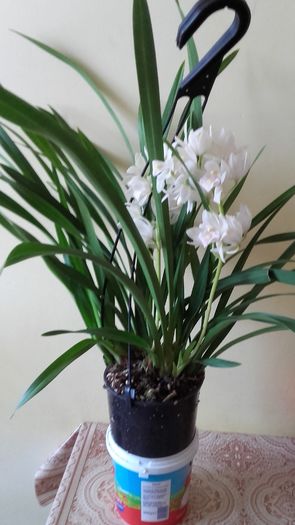 Cymbidium curgator Ice Cascade