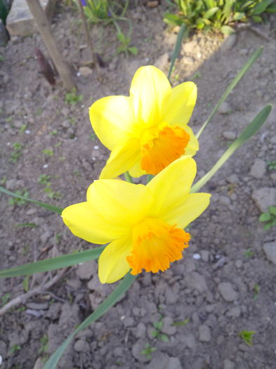 narcisa galben cu portocaliu