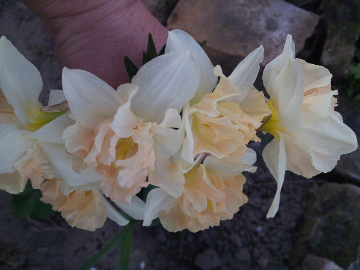 narcisa alb cu portocaliu