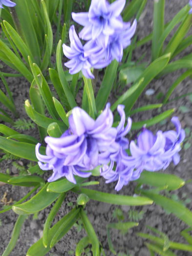 zambila albastra - Primavara 2016