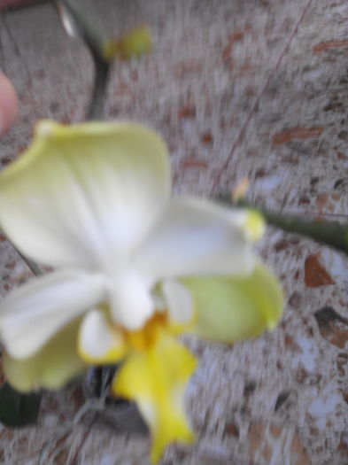 frumoasa orhidee