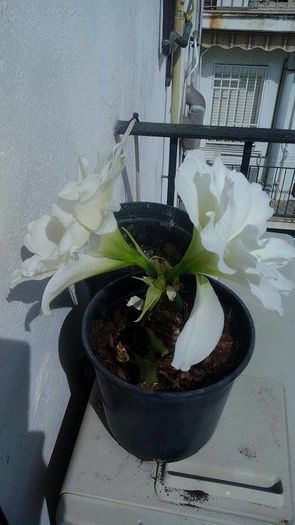 12918998_1101013983304216_302946542_n - Amaryllis 2016
