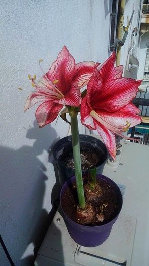 12910398_1101014036637544_1576161870_n - Amaryllis 2016