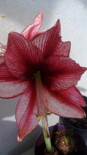 12939335_1101014016637546_34545097_n